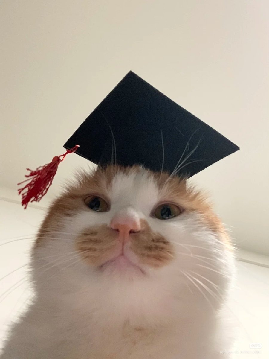 No Context Cats tweet media