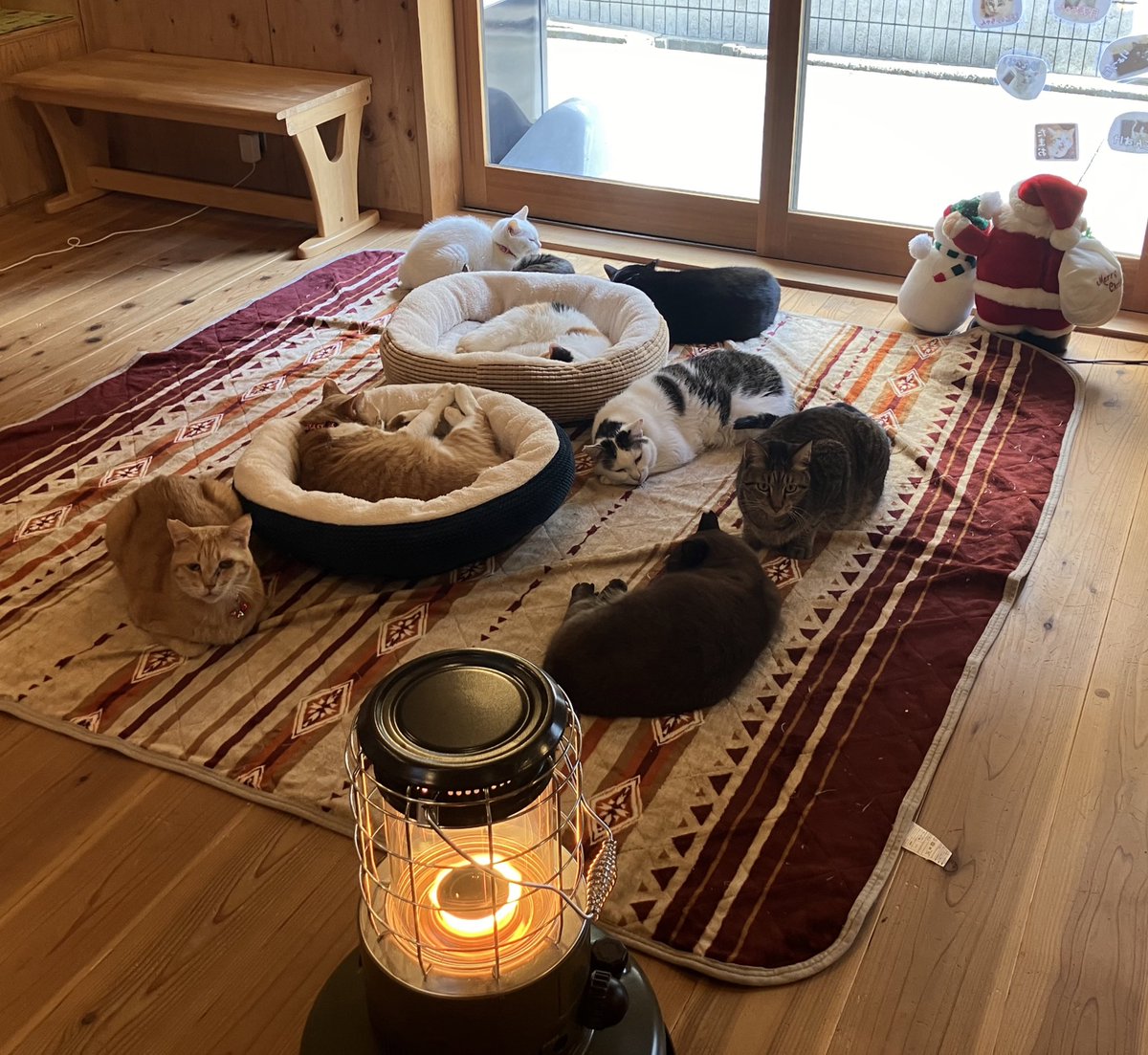 平野郷にゃんこ堂＊平野郷動物診療所＊ tweet media