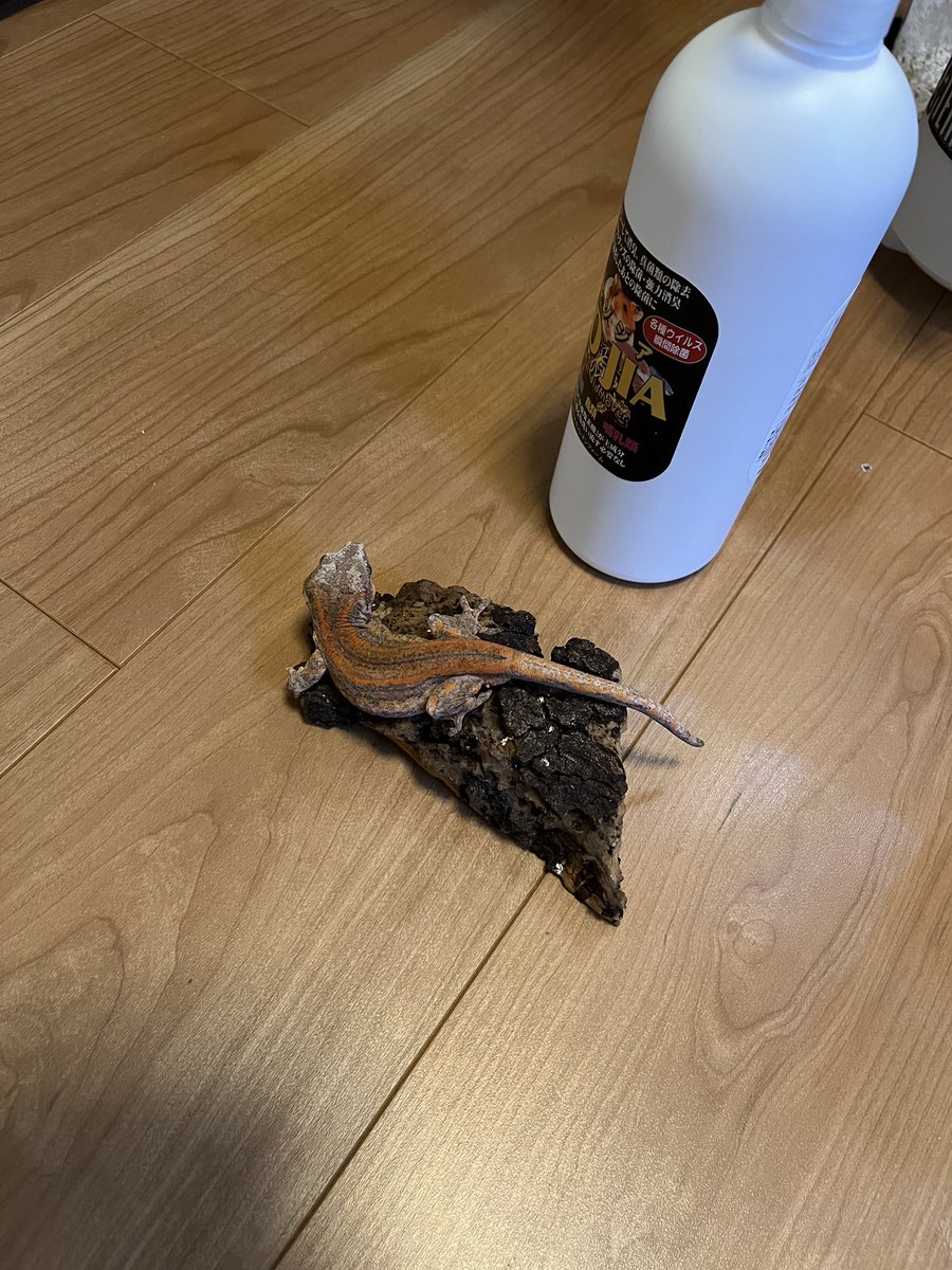 メンテ中の雑な待機場所😂
#ヤマビタイヘラオヤモリ
#ガーゴイルゲッコー