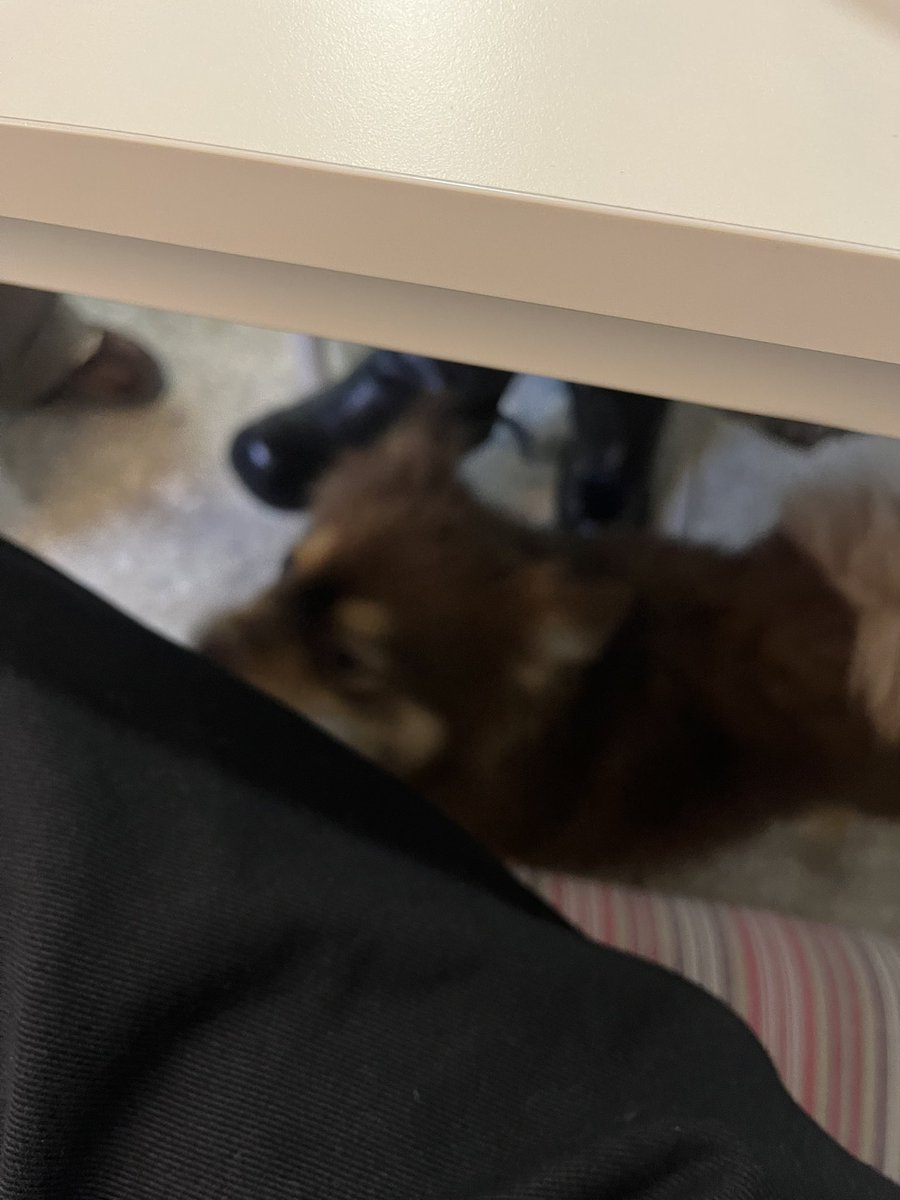 gnar2htiw's tweet photo. 🫑 망원 피망룸

11월에 새로 오픈한 카페

대표메뉴인 바나나 브레드 라떼가 맛있고, 
엉덩이 만져주는 걸 좋아하는 강아지 밤이가 있어요 🐾 https://t.co/DQN505dHS1