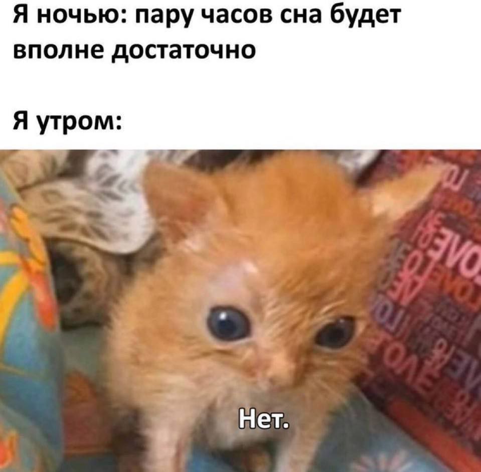 Borsique😺 (@borsique) on Twitter photo 