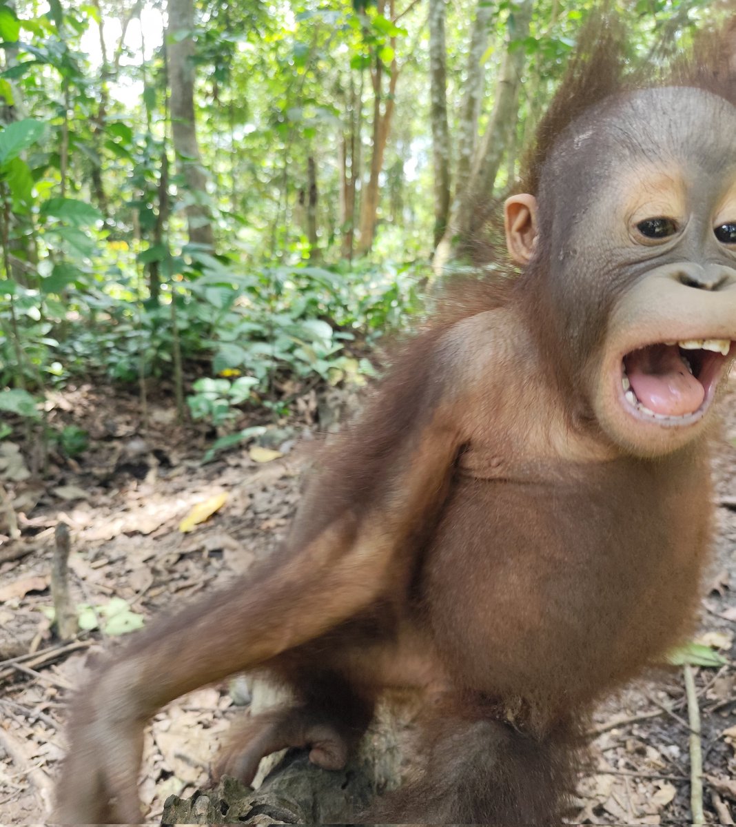 haebaraggii's tweet photo. felix wants to say something for #WorldMonkeyDay https://t.co/CM05kco2uH