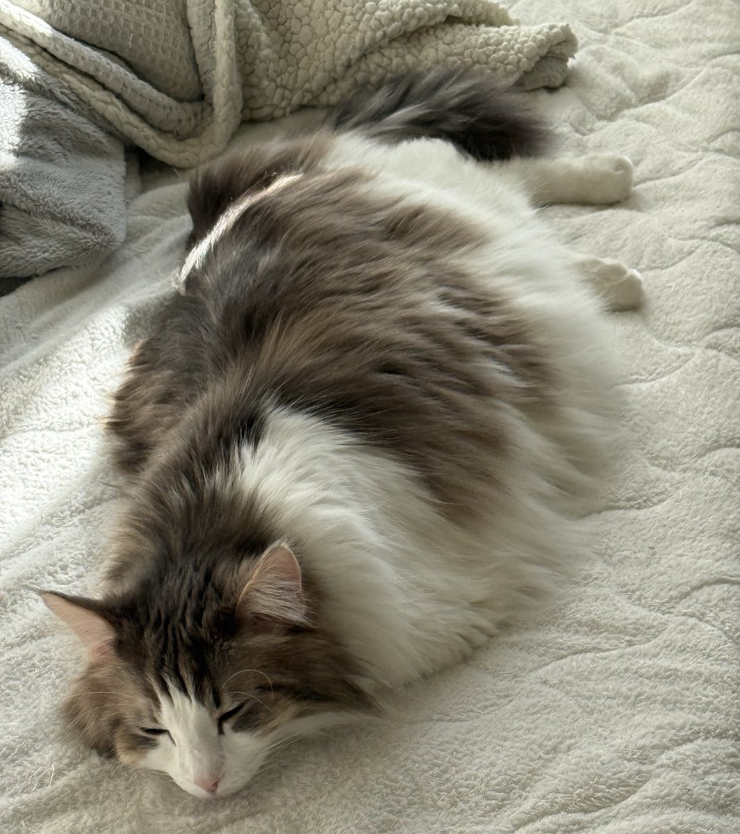 セッコ (@k53148013) / Posts / X