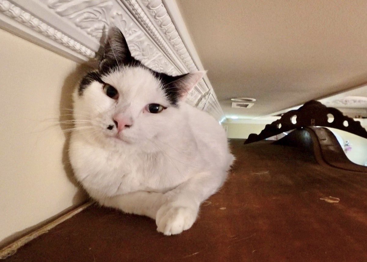 【保護猫モンローの #譲渡会 参加日】

モンローの譲渡会 参加日が
2025/12/28（日）→2026/1/11（日）
に変更となりました！

12/28にご検討いただいていた方々、申し訳ありません。面会予約は、引き続き保護施設 #にゃいるどはーと のページからお待ちしております🙇✅
nyaild-heart.com/2025-12-28%E6%…