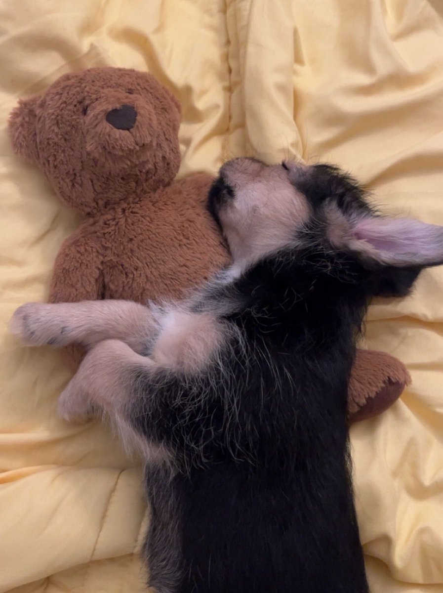 qilli23's tweet image. My morning with my dog🌅🐕🎀.