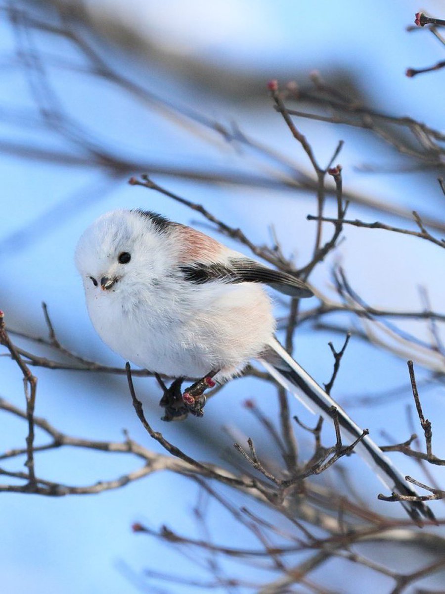 ゆのちゃんやっぱりシマエナガでは？