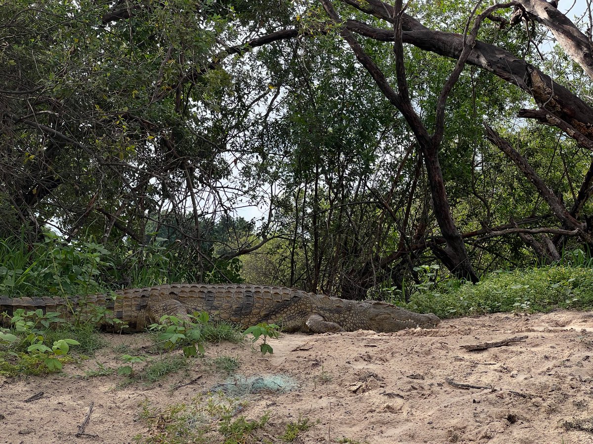 My new emotional support animal. His name is Joe.

#crocodile #zambezi #river #zambia🇿🇲