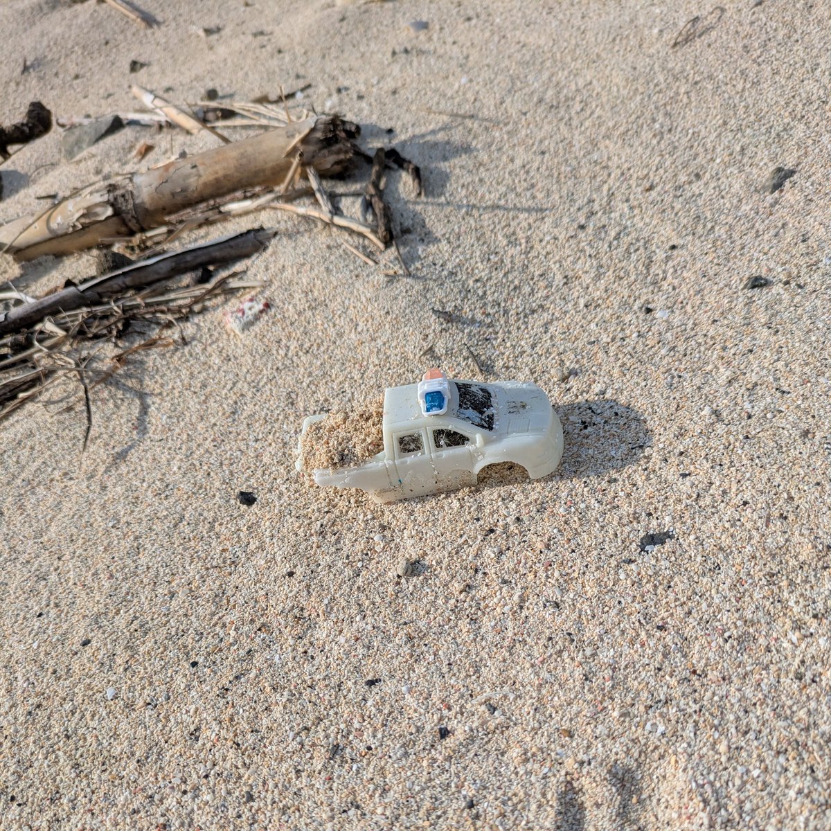 #ビーチコーミングin奄美
 帰巣本能〜あちこち回ってまたここに😅🐚明日帰宅、逸品は後ほど