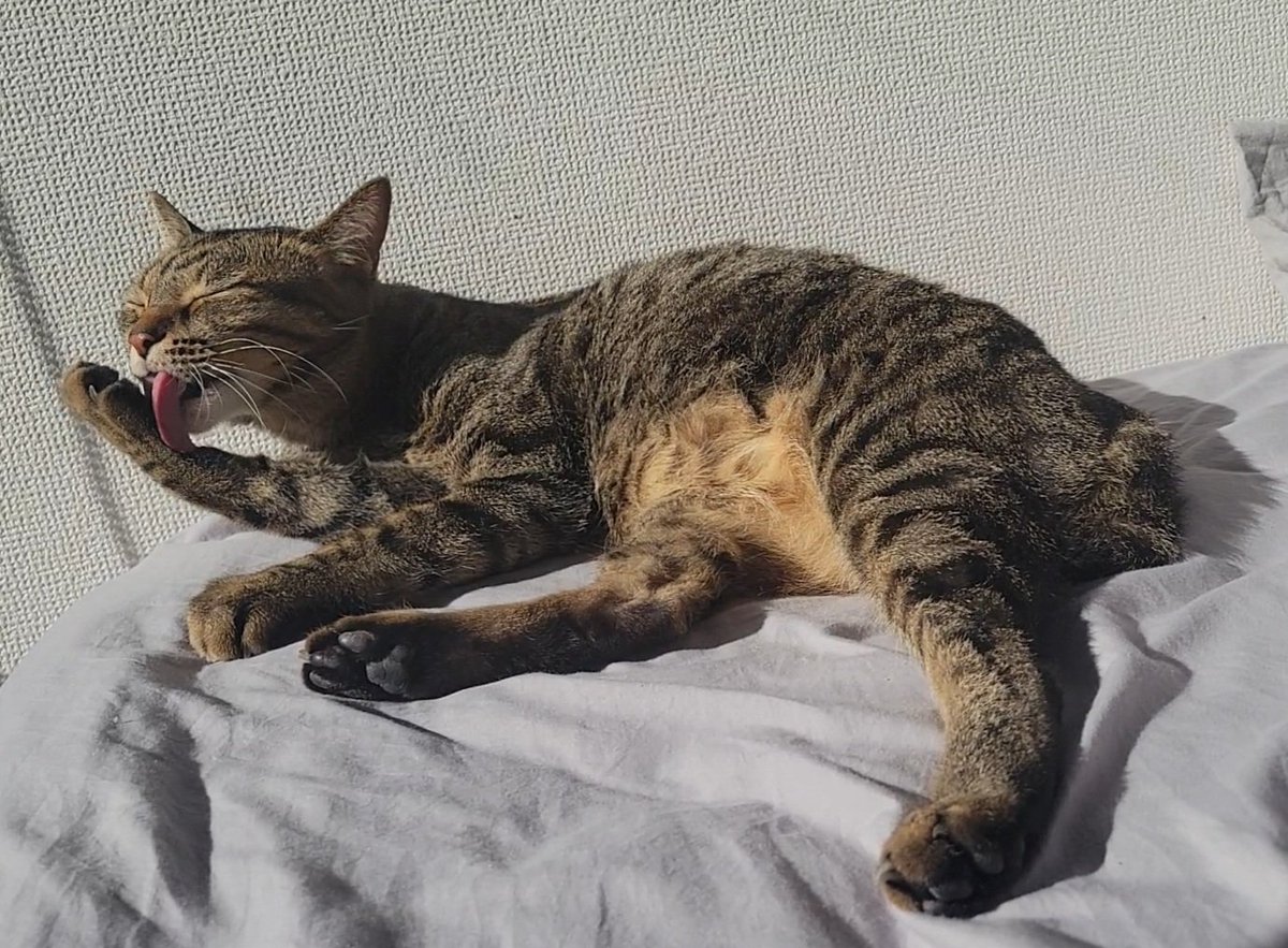 しぴこめᓚᘏᗢ (@chipie0826) / Posts / X