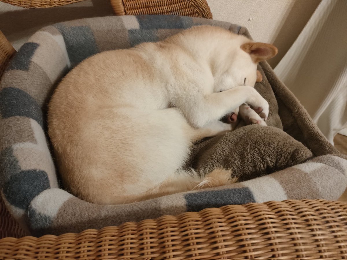 なにこれかわいい #柴犬