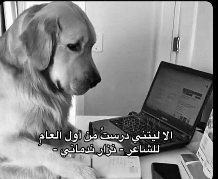 خﻟ̲ۆﺩ̲ ❥ tweet media