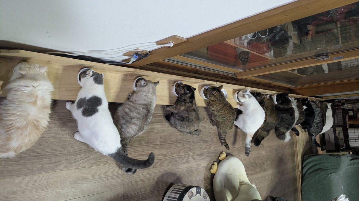 mitsumeemonaka's tweet photo. iCARE発売記念のキャンペーン商品のサンプル届きました🎁
1日で無くなったけど、チキンの方が人気だったかな🤔
ありがとうございました🍚
#iCAREキャットドライ
#AIXIA
#猫のいる暮らし https://t.co/Jpmk1KvhXN