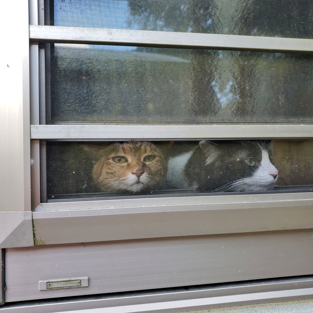 えみまろ★cat,cat,cat's!! tweet media