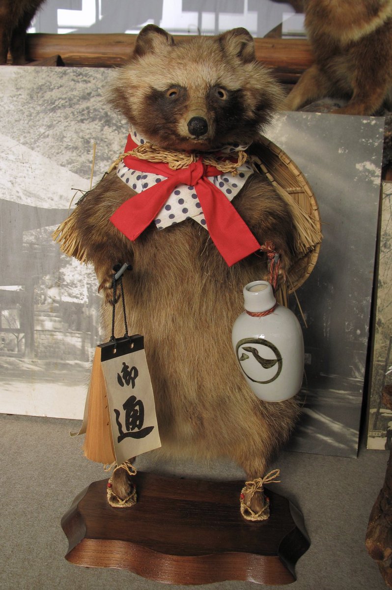 狸の剥製　本物 剥製と言えば 自分がタヌキだったら化けて出る