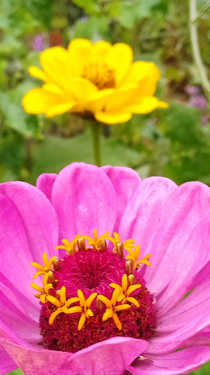 s4r4h_l's tweet photo. #MagentaMonday with a #throwback to September and stunning zinnias at #LythamHall. Love the golden 'kisses' on these. #bloomscrolling #DailyFlowers @lythamhall https://t.co/SEWxmgjFJY