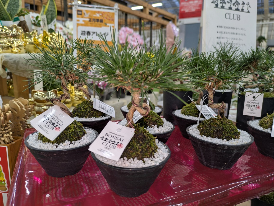 ガーデンセンター瑞穂店 】 ちょこっと可愛らしい手のひらサイズの