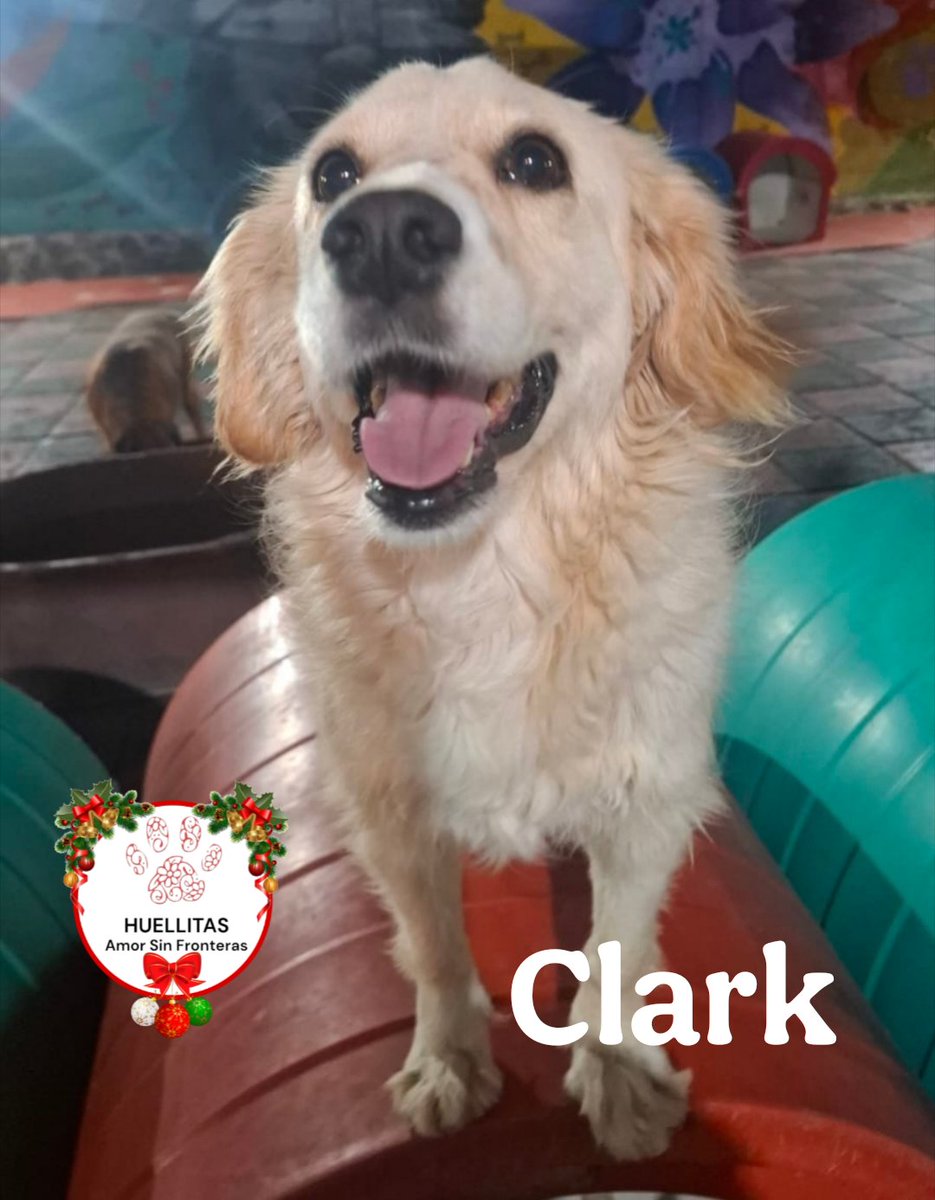 Querido Dios,

Esta noche no te pedimos lujos ni favores humanos… solo te pedimos algo esencial:
que la prioridad en este mundo siempre sean los animales.

Arranca de nuestros corazones cualquier deseo mal infundado, cualquier ambición que nuble la compasión, cualquier