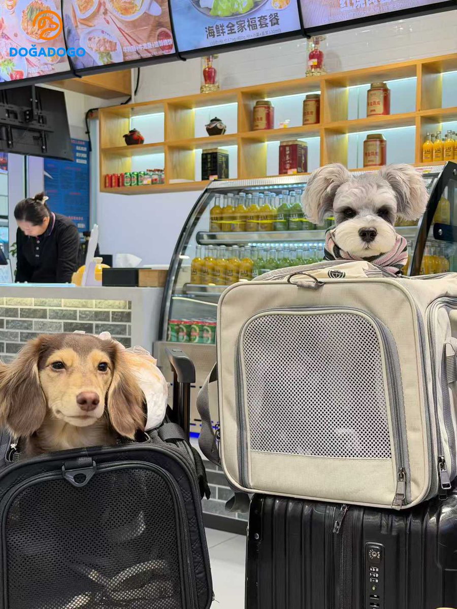 dogadogo2023's tweet image. Some journeys aren’t about escaping life. ✈️
They’re about making space for the ones you love,
even when life is busy.

She flew to Yunnan with two dogs by her side.
Wide skies, mountain wind, quiet moments.

#DGDG #DOGADOGO
#PetTravel