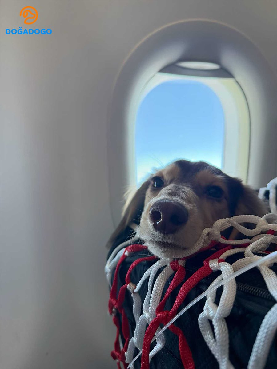 dogadogo2023's tweet image. Some journeys aren’t about escaping life. ✈️
They’re about making space for the ones you love,
even when life is busy.

She flew to Yunnan with two dogs by her side.
Wide skies, mountain wind, quiet moments.

#DGDG #DOGADOGO
#PetTravel