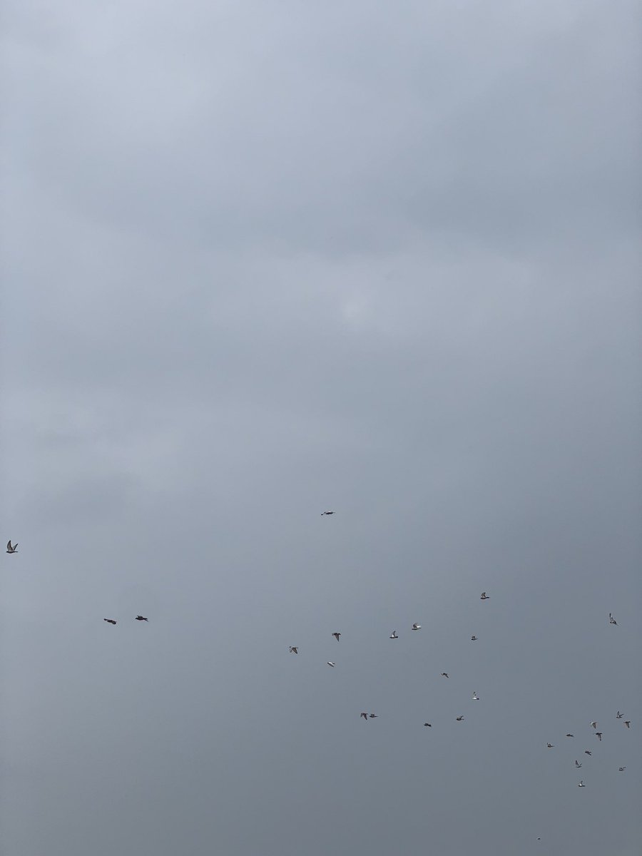 _Fay45's tweet image. 🩶✨🕊️.