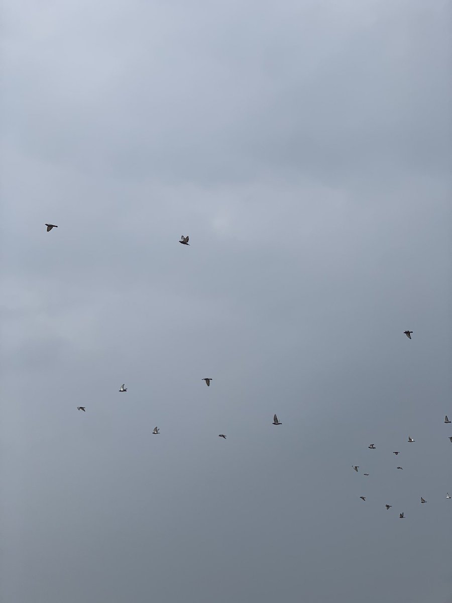 _Fay45's tweet image. 🩶✨🕊️.