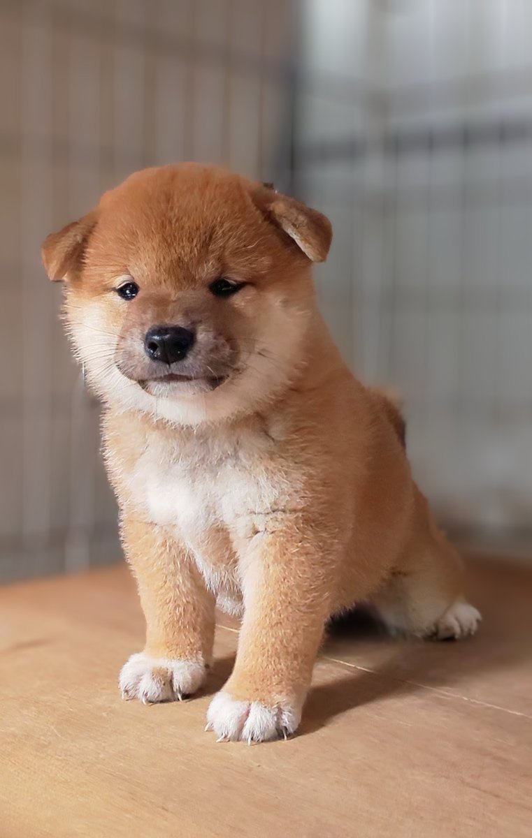 シパソ🐕書籍発売中！ (@Shipaso821) / Posts / X