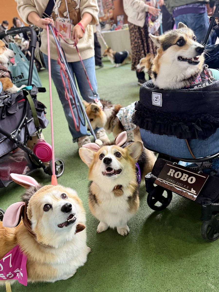 黒コーギーのロボさん (@juntan911rsr) / Posts / X