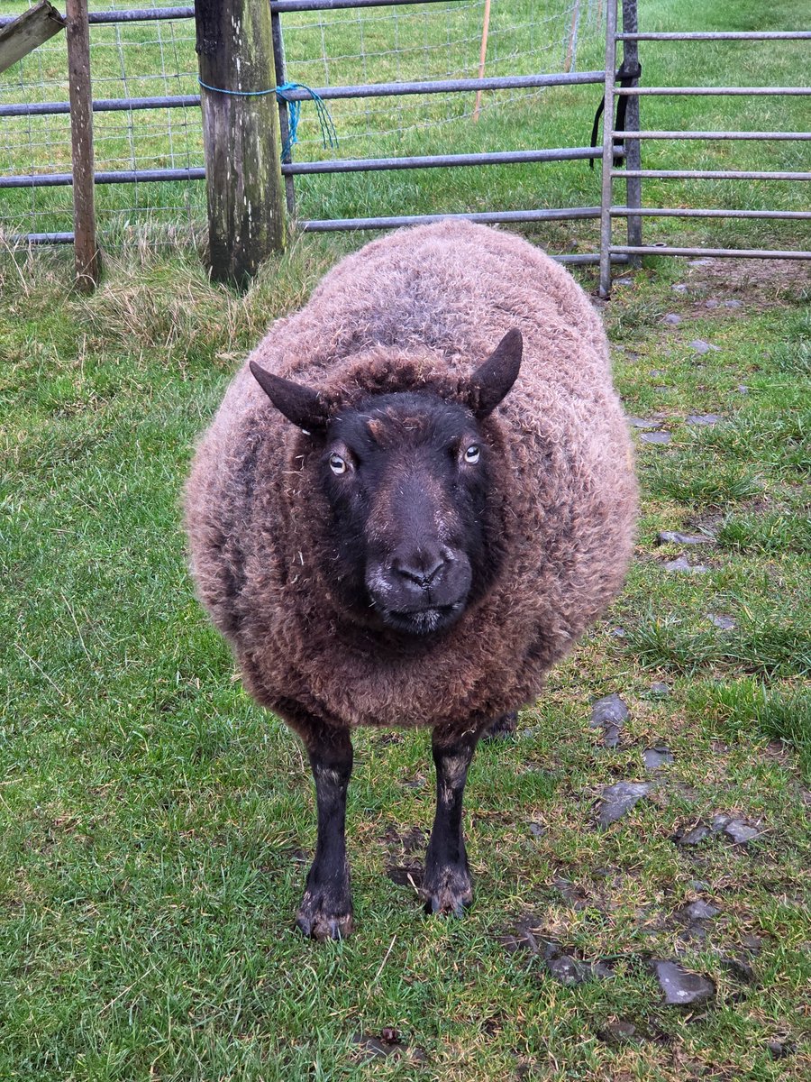 WPSSanctuary's tweet photo. A wet Monday and Curly is not impressed?! 🌧🌧🌧

#animalsanctuary #sheep365 #petsheep #sheep4life #WINTER #MondayMood #wetagain #heavyrain  #nonprofit #amazonwishlist #animallovers #foreverhome #adoptasheep 

https://t.co/2mryl593Xf https://t.co/nAocqUiaUX