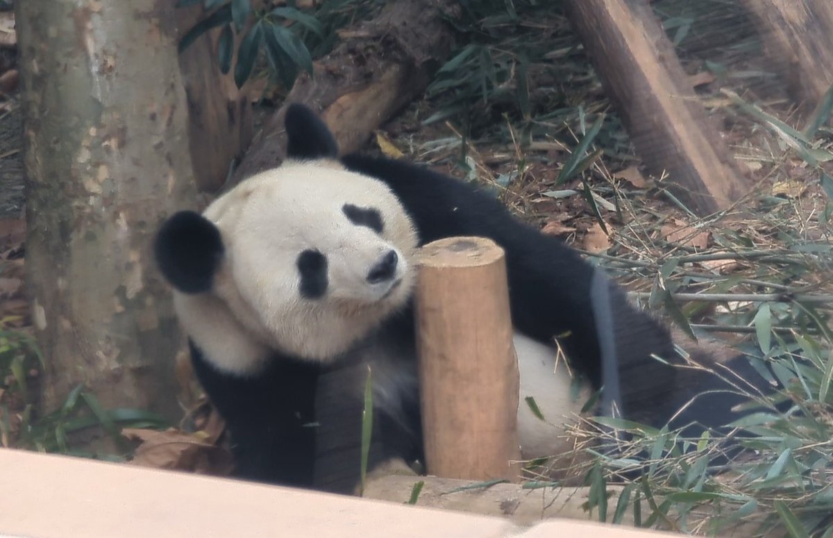 おとぱん🍎🐼 (@otohapanda222) / Posts / X