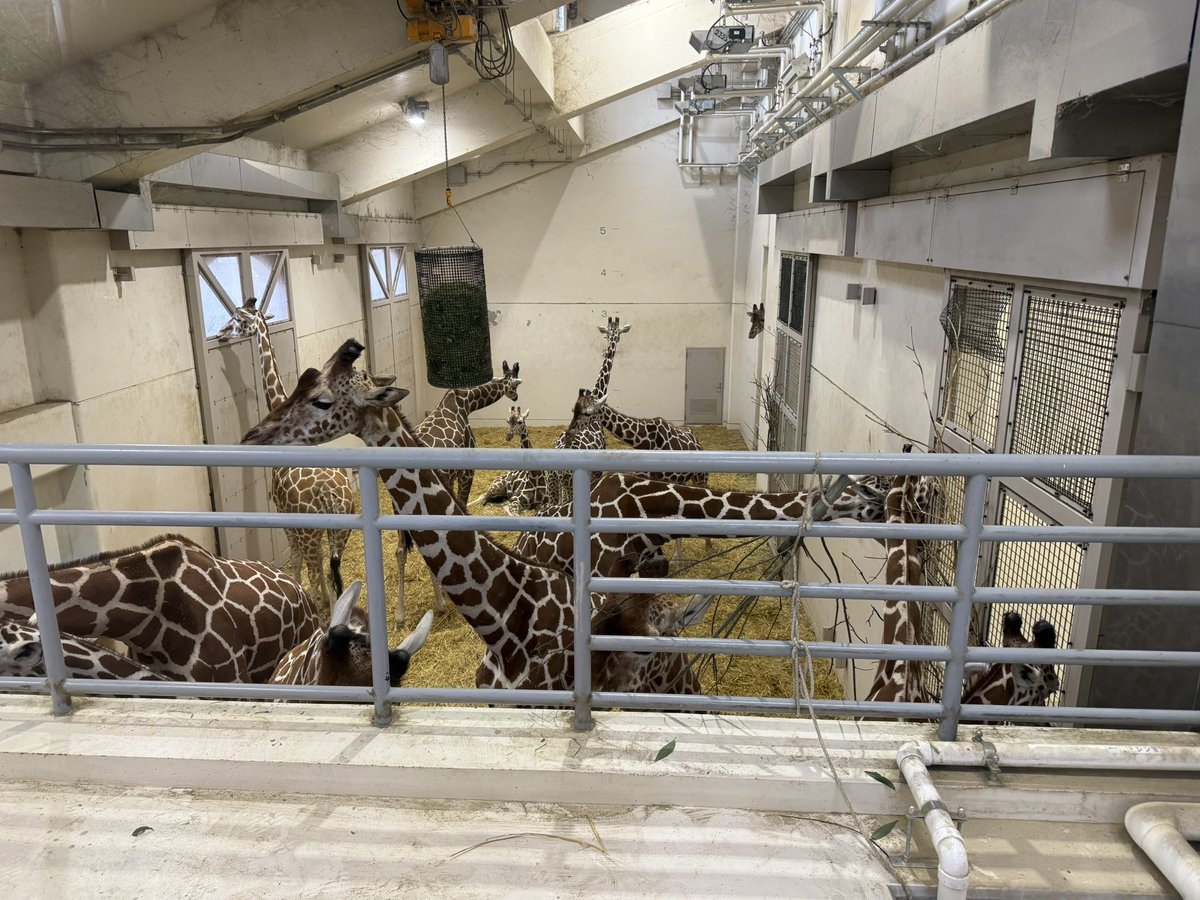 【miu】　きりん　27個 miu】 きりん 27個 新卒採用情報｜キリンホールディングス株式会社