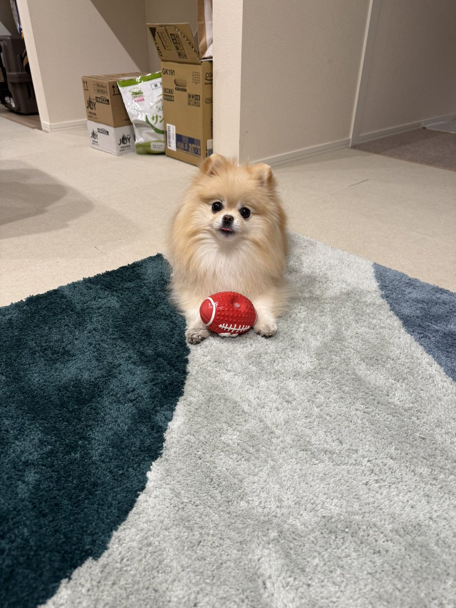 ポメラニアンの若様 (@pomeranian_waka) / Posts / X