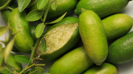 Le citron caviar « finger lime »

Le Citron Caviar, ou Finger Lime, se présente comme un petit...

Lire la suite >>> banagrumes.com/produit/finger…