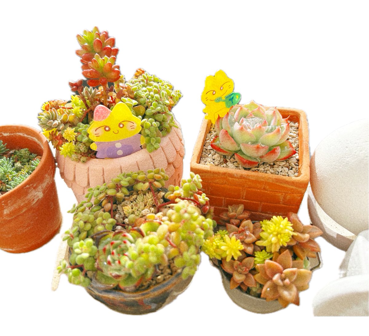 冬になると多肉植物は紅葉するものがあって、赤い色もとても綺麗です❤️😸