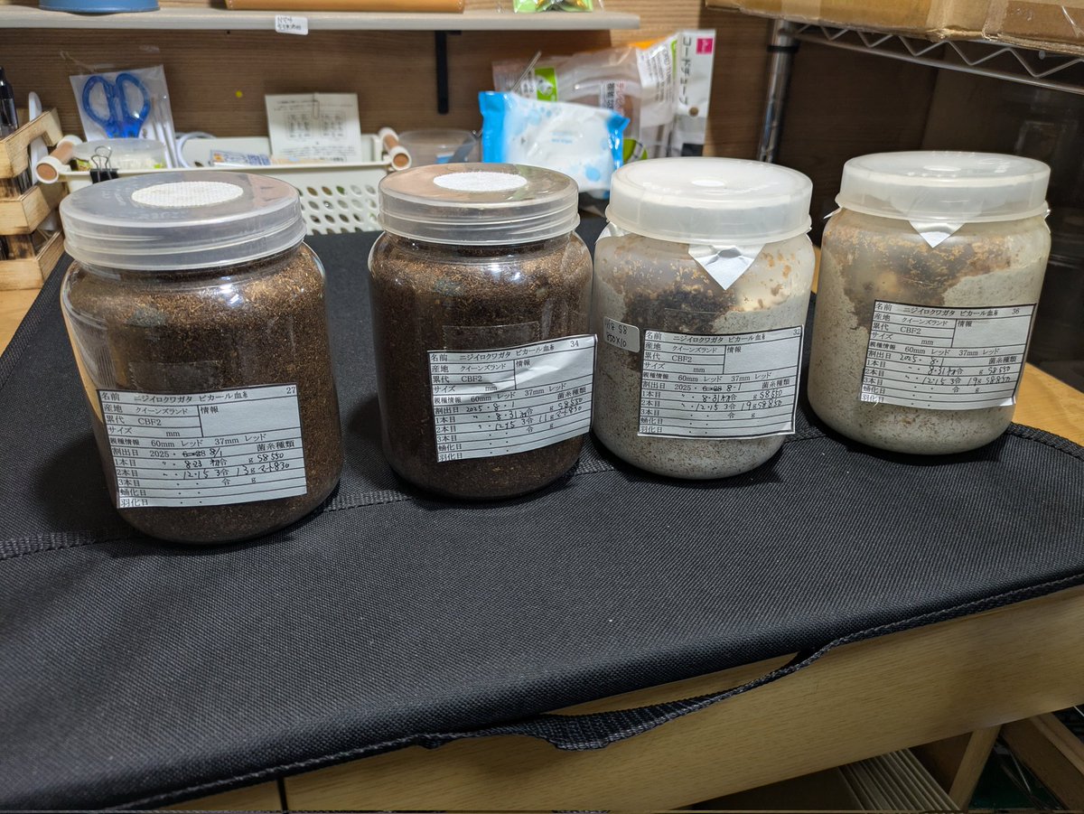 今日はニジイロの交換で、オスは19g×2頭、メスは11gと13g　オスは2本目で更に体重upを目指し、メスは菌糸に入れてもすぐ暴れるのでマット投入で羽化まで待ちます。