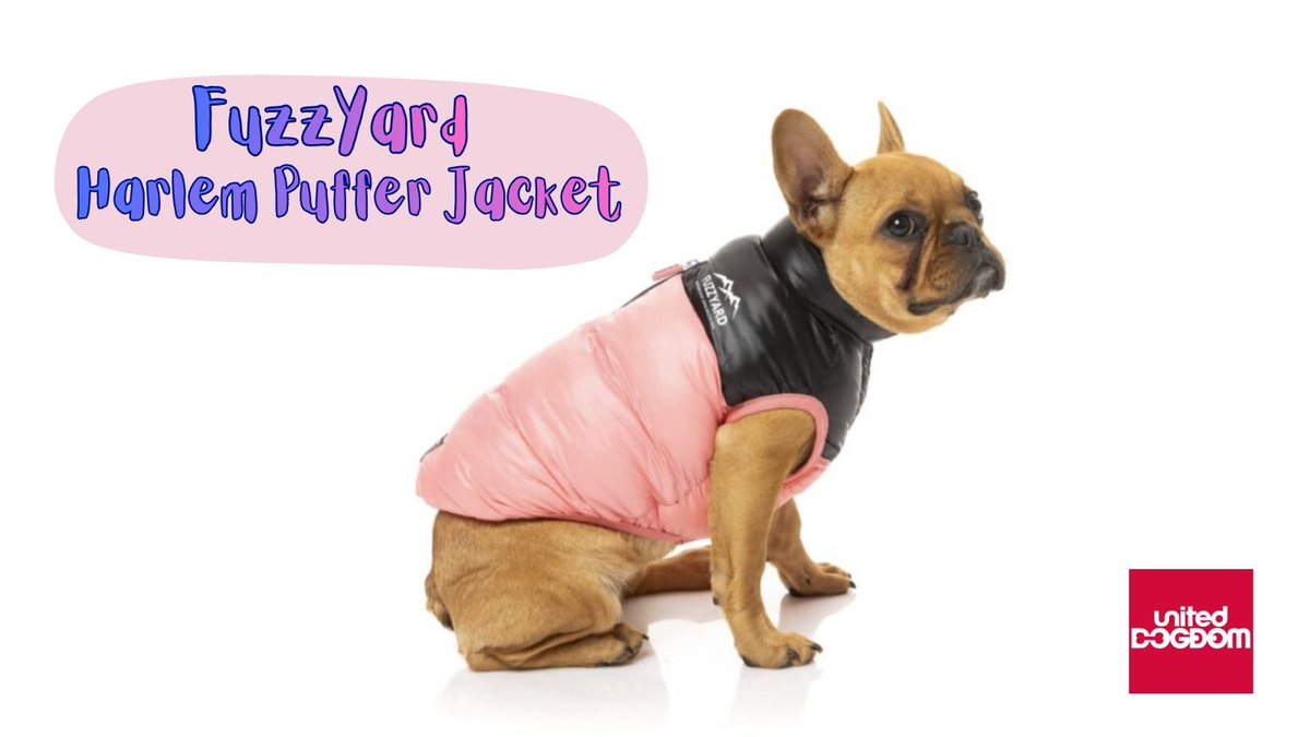 Stay ahead of the weather with the Harlem Puffer Jacket!🐶💨 Made with a waterproof shell, it'll keep your #dog protected from the elements. Check it out here: buff.ly/JKWwQvQ
.
#DogProtection #WeatherReady #dogsoftwitter <a href="/dotty4paws/">Dotty4Paws</a> @thegooddogguide #doggo #dogwalkers