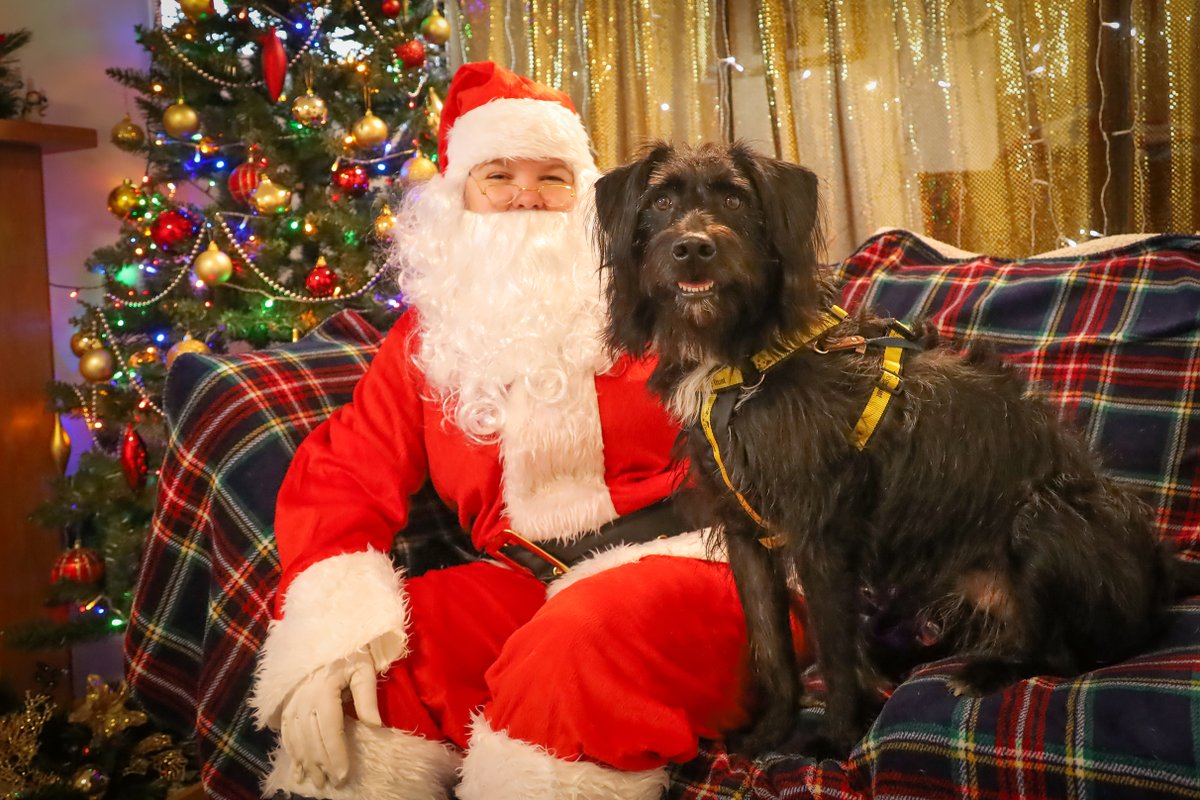 DT_Leeds's tweet photo. Adorable Bobby is our next feature of our #12DogsOfChristmas. 🎅🐶❤

He's a wonderful 18m old #BelgianMalinois Crossbreed. 😍

Meet him 👉 https://t.co/CGu7m6rT6y

#RescueDog #AdoptDontShop #DogsOfChristmas #Leeds #RescueDogOfTheDay #DogOfTheDay @DogsTrust https://t.co/ojZQ6FeQ4M