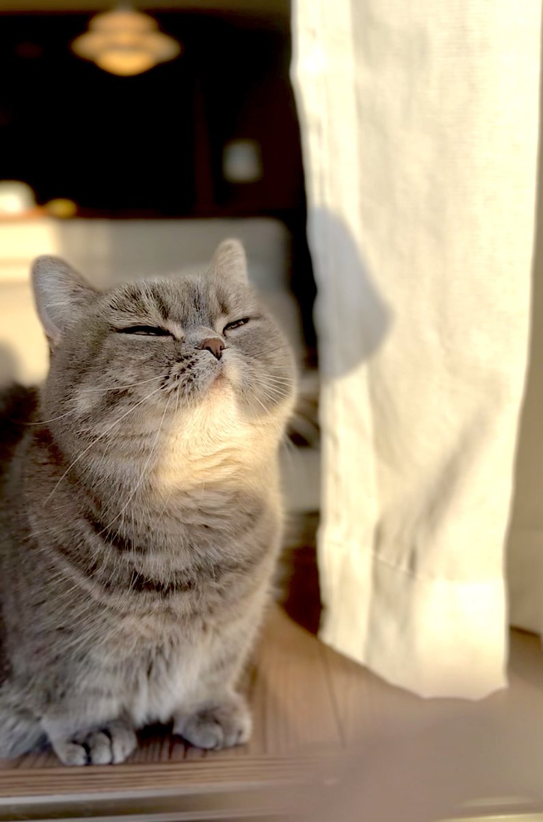 亀ぽま🐢 tweet media