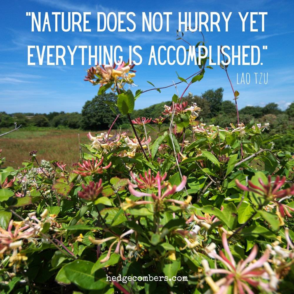 Jane 'Hedgecomber' Sarchet tweet media