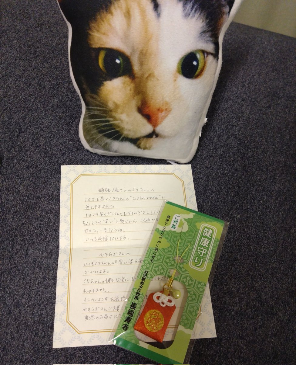 ミケ猫ฅ^•ω•^ฅ★ ただ座っているだけのミケ🐱 #猫 #三毛猫 #保護猫 #cat #ねこ #ねこす