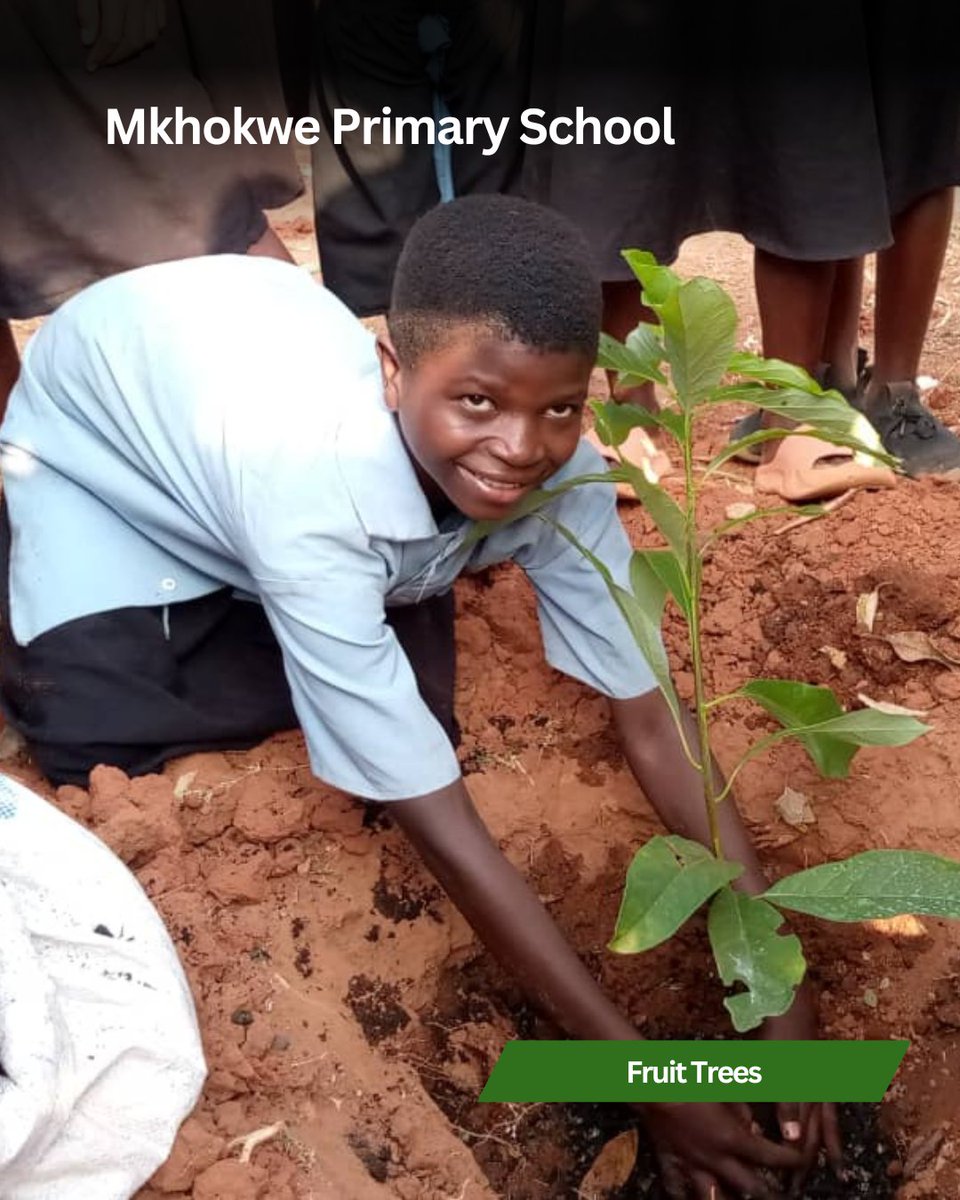 RIPPLEAfrica's tweet photo. One tradition each year to mark the start of the planting season is hosting demonstrations at the local schools benefitting from the project. This year we have a number of new schools being supported including Mkhokwe Primary School. 🫶 https://t.co/BxB08j4fPb
