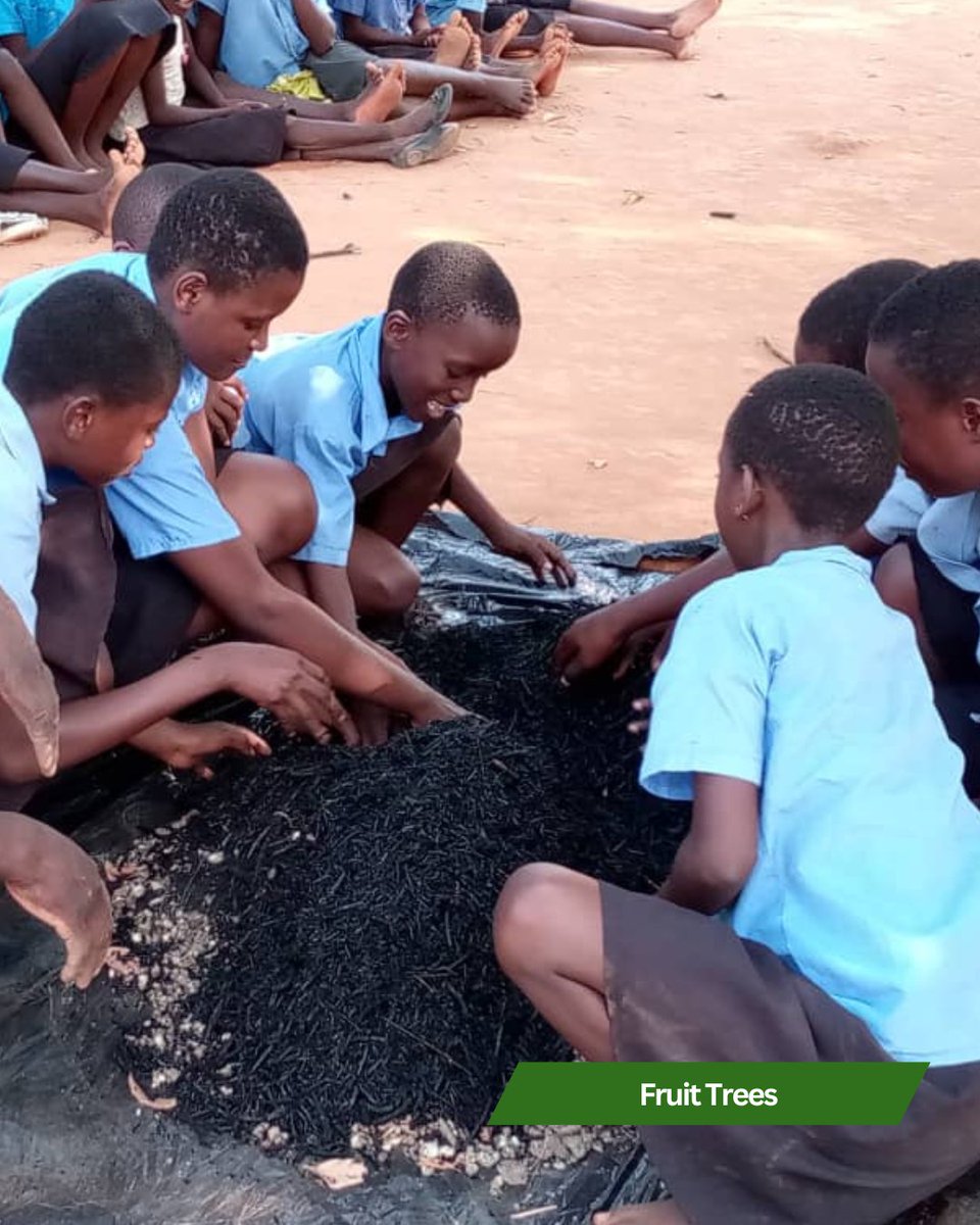 RIPPLEAfrica's tweet photo. One tradition each year to mark the start of the planting season is hosting demonstrations at the local schools benefitting from the project. This year we have a number of new schools being supported including Mkhokwe Primary School. 🫶 https://t.co/BxB08j4fPb