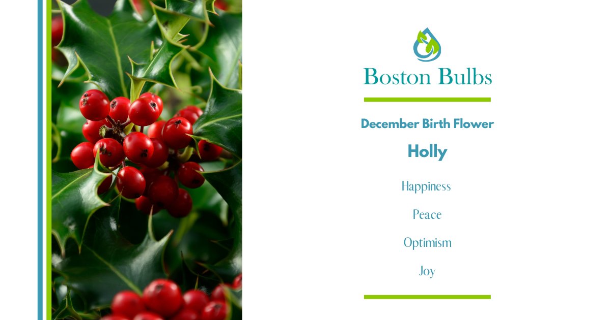 Discover Holly - the second of 2 birth flowers for December! #holly #decemberbirthday #birthflower #sagittariusseason #capricornseason