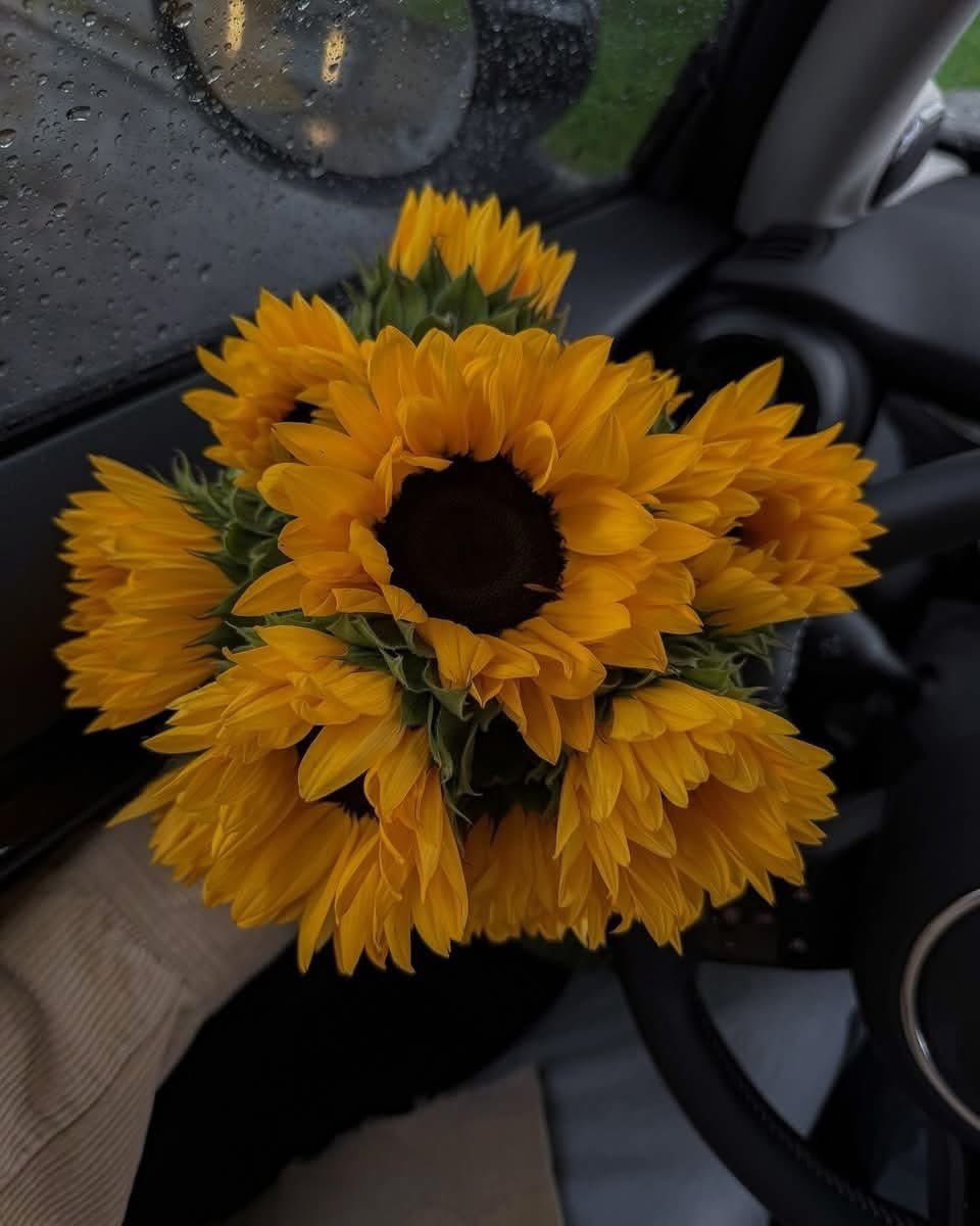sunflowerchives's tweet photo. 🌻 https://t.co/aNTIQ00Wl4