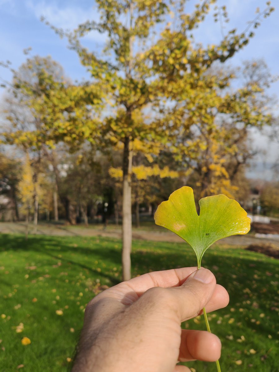bestekalan133's tweet photo. Benim için sonbaharda mutlaka görülmesi gereken ağaç ise ginkgo biloba yani mabet ağacıdır. Yapraklarının aldığı sarı renklerin muhteşem görüntüsü insanı mest eder. Her yıl yere düşen yaprakları toplar kurutur, kimisini kitap ayracı olarak saklar kimisini özel yaprak albümüm + https://t.co/MLm5dLnX8C