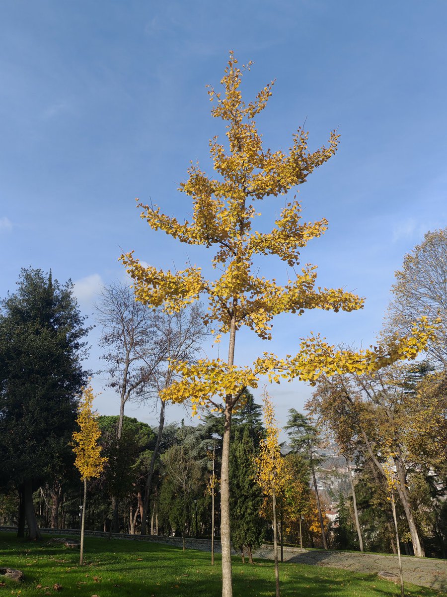 bestekalan133's tweet photo. Benim için sonbaharda mutlaka görülmesi gereken ağaç ise ginkgo biloba yani mabet ağacıdır. Yapraklarının aldığı sarı renklerin muhteşem görüntüsü insanı mest eder. Her yıl yere düşen yaprakları toplar kurutur, kimisini kitap ayracı olarak saklar kimisini özel yaprak albümüm + https://t.co/MLm5dLnX8C