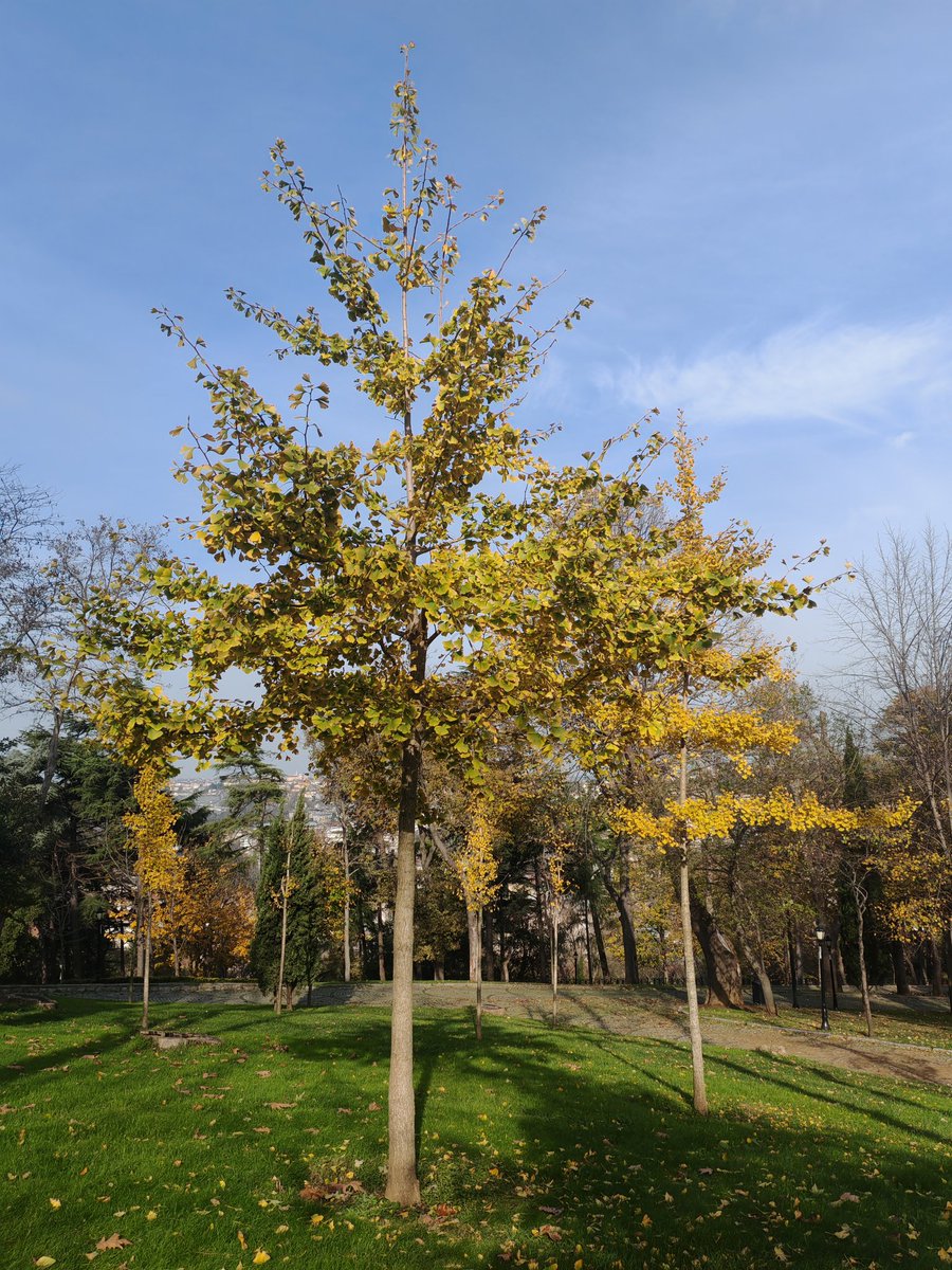 bestekalan133's tweet photo. Benim için sonbaharda mutlaka görülmesi gereken ağaç ise ginkgo biloba yani mabet ağacıdır. Yapraklarının aldığı sarı renklerin muhteşem görüntüsü insanı mest eder. Her yıl yere düşen yaprakları toplar kurutur, kimisini kitap ayracı olarak saklar kimisini özel yaprak albümüm + https://t.co/MLm5dLnX8C