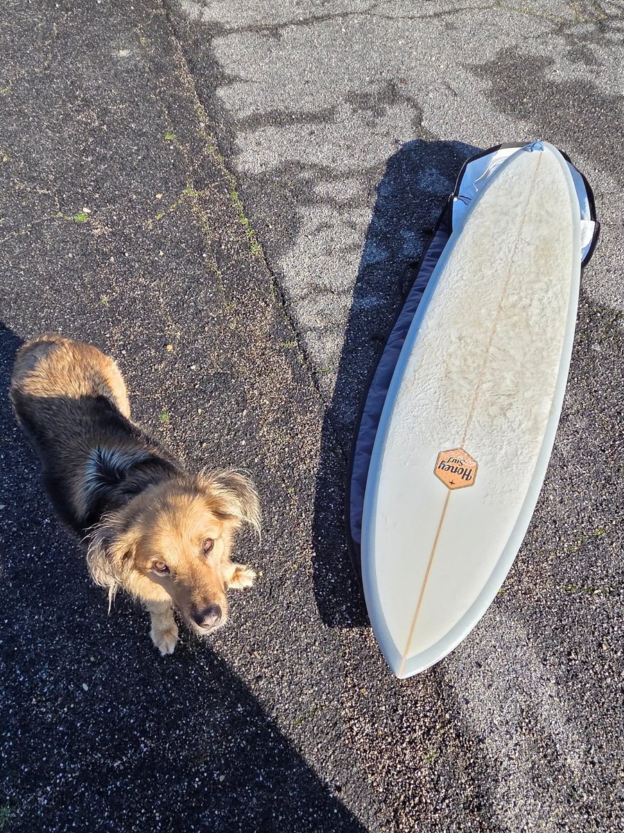 Días de surfing con nuestra Honey Astro Twin 6'10'' y un poco de roca #surfgalicia + info de este modelo en surfmarket.org/es/tienda/surf… #surfmarket