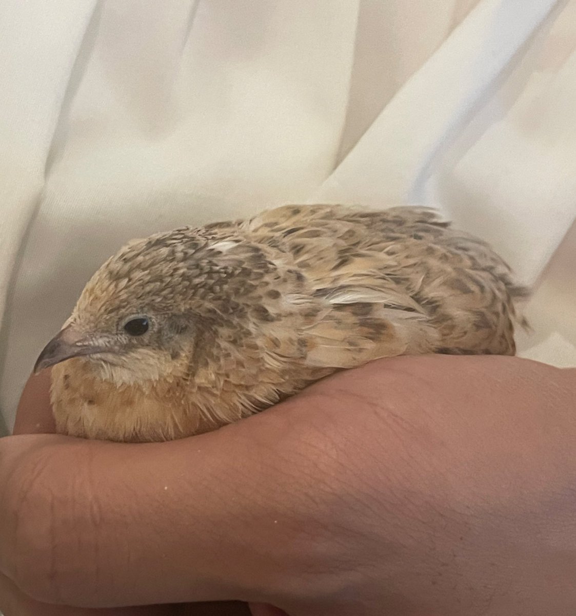 ポポチョロ🐦💨 (@1b4fc39ec9e04d3) / Posts / X