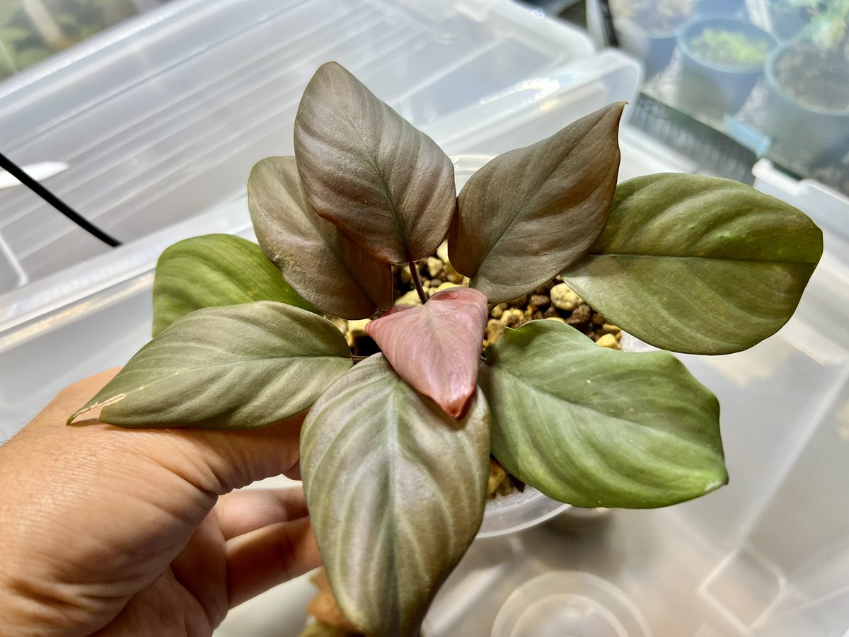 sora_mak's tweet image. 植え付け完了☑️
このホマいいーーーんじゃない⤴︎🥳🎶

#ジメジメ 
#nativeforest