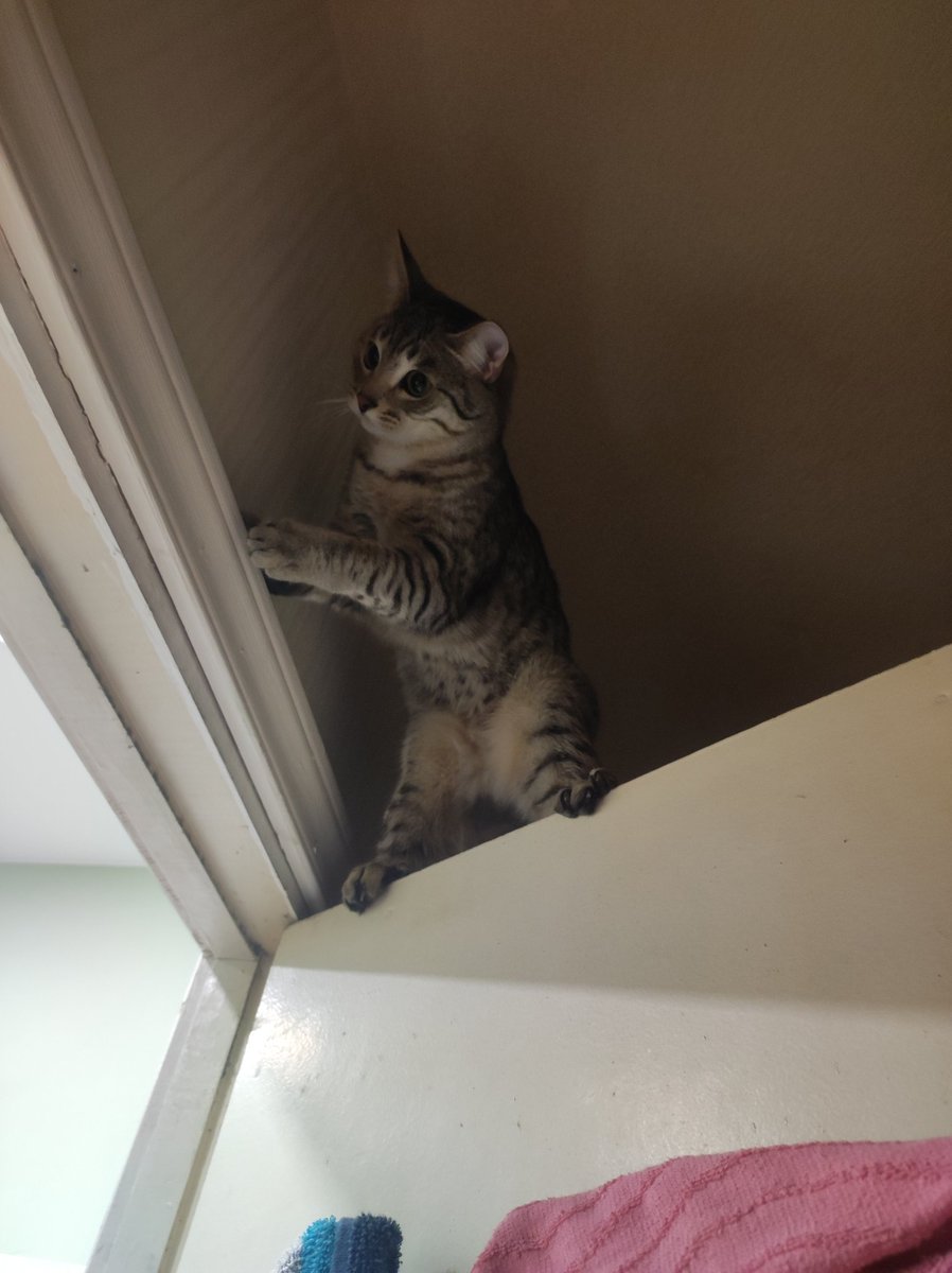dadisapp's tweet photo. итак, последние полгода такие:
— я много-много работаю и моя карьера движется с невероятной скоростью (я операционный директор, вот эта милипиздричка на самом деле взрослая тётя) 
— ращу сына кота-паука, который лежит на всех возможных поверхностях (даже если это дверь) https://t.co/HqyF9RQZr6